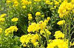 Field mustard