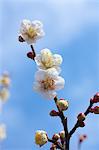 Plum Blossoms