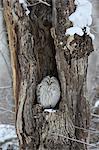 Ural Owl