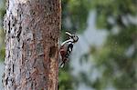 Great Spotted Woodpecker