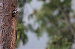 Great Spotted Woodpecker