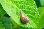 Snail on a leaf