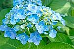 Hydrangea