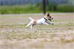 Jack Russell Terrier