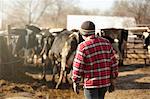 Rear view of boy herding cows in dairy farm yard