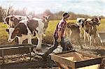 Boy farmer feeding cows in dairy farm field