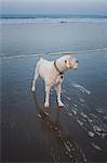 White boxer dog looking over its shoulder on beach, Venice Beach, California, USA