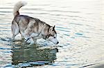 Husky in Water, Croatia