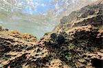 Adriatic Sea, rock formation underwater, Adriatic Sea, Dalmatia, Croatia