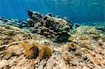 Salema Porgies, Adriatic Sea, Dalmatia, Croatia