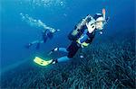 Diving, Sea Fan, Adriatic Sea, Croatia, Europe