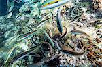 School of Fish, Adriatic Sea, Dalmatia, Croatia