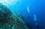 Divers exploring school of fish, Dalmatia, Croatia