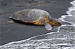 Endangered green sea turtle lays on Unalu'u black sand beach on the Big Island of Hawaii.  Gentle waves roll across the black sand.