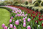 natural park flower  waves of red and pink tulips Keukenhof gardens