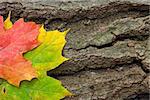 Two autumn multi-colored maple leaves, rest side by side on a cracked dying log.