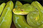 Closeup of a   Green Tree Python