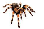 Mexican Redknee Tarantula (Brachypelma smithi) sitting on a dried log.