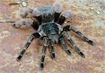 Brazilian Red Tarantula (Nhandu carapoensis).