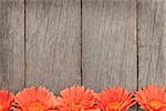 Wooden background with orange gerbera flowers and copy space