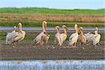 white pelicans (pelecanus onocrotalus) in the Danube Delta, Romania