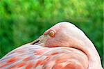 Resort on Big Island of Hawaii captures tropical atmosphere with resident flamingos .  This one is resting with his beak buried beneath his wing feathers.