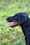 Black dog on a walk, stuck out his tongue.