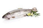 Delicious fresh raw trout isolated on white background with fresh rosemary and lime. Culinary seafood eating.