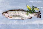 Fresh delicious trout with rosemary and lime isolated on blue and white wooden background, top view. Luxurious bright vibrant mediterranean seafood background.