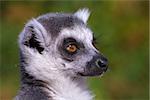 portrait of Lemur Catta taken in Prague Zoo