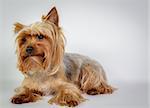 Funny Yorkshire terrier at white background