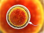 Spermatozoon, floating to ovule - 3d render