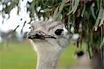 A front head portrait of an African Ostrich with funny expression in the face watching other ostriches and wildlife in a game reserve.