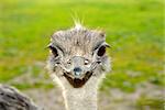 A front head portrait of an African Ostrich with funny expression in the face watching other ostriches and wildlife in a game reserve.