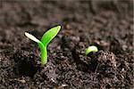 small green seedling in the ground