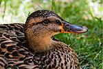 Close-up of female mallard duck face from side against grass.