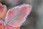 Beneath crystals of hoarfroast,  a leaf's autumn colors glisten against the dulling forest.