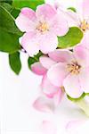 White apple flowers branch isolated on white background