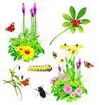 Collection of summer flowers, insects and green leaves. Isolated on white background