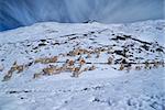 Herd of domestic alpacas on snow in high altitudes in peruvian Andes, south America