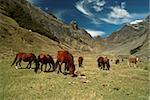 Horses grazing in scenic green valley between high mountain peaks in Peruvian Andes