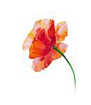 Poppy isolated on white, oil painting