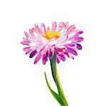Daisy isolated on white. Oil painting