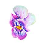 Tender pansies flower isolated on white. Watercolor painting.