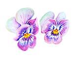 Tender pansies flowers isolated on white. Watercolor painting.