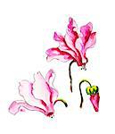 Cyclamens isolated on white Watercolor painting