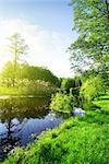 Calm river and green forest at sunrise