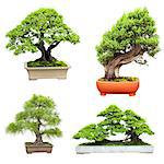 Collection of bonsai. Isolated on white background