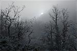 France, foggy forest in winter