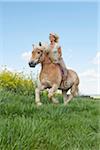 Young woman riding a Haflinger horse in a meadow in spring, Bavaria, Germany